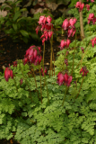 Dicentra 'King of Hearts' RCP5-06 088.jpg